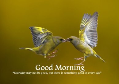 Cute Good Morning Images With Birds Free Download Good Morning Images, Quotes, Wishes, Messages, greetings & eCards